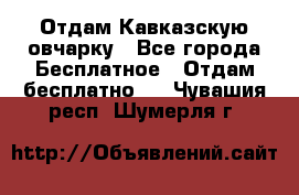 Отдам Кавказскую овчарку - Все города Бесплатное » Отдам бесплатно   . Чувашия респ.,Шумерля г.